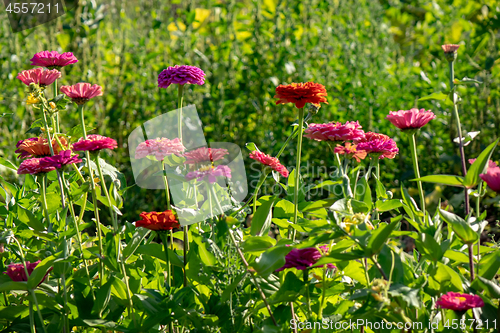 Image of Various colorful flowers of cynia in the garden on a sunny day. Flower layout