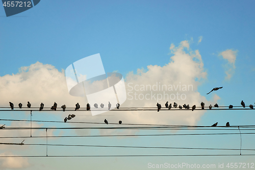 Image of Group pigeons of sitting on wires