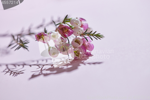 Image of Pink flowers and shadows on a pink background.Natural background