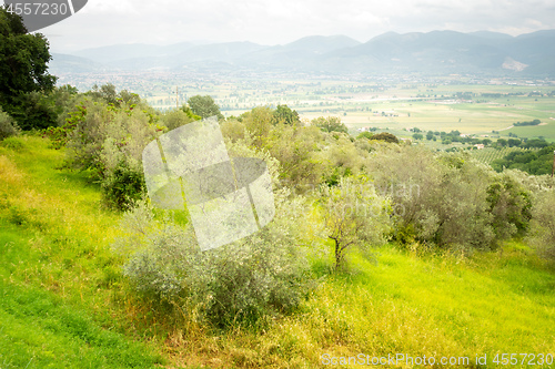 Image of old olive trees