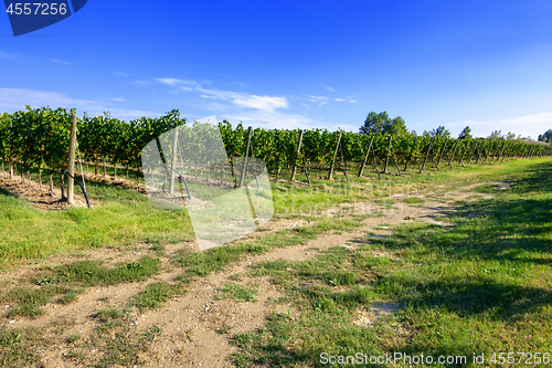 Image of typical vineyard in northern Italy Trentino