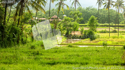 Image of Bali landscape with verdant green rice field