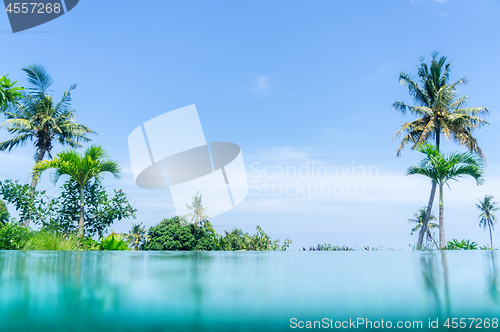 Image of palm trees at the pool background