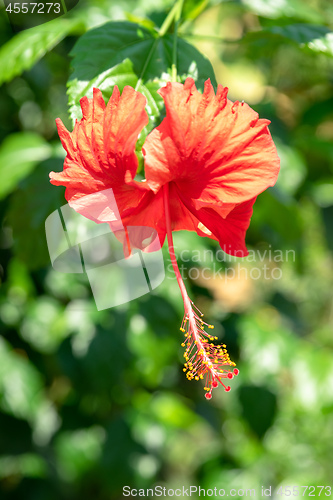 Image of red hibiscus flower