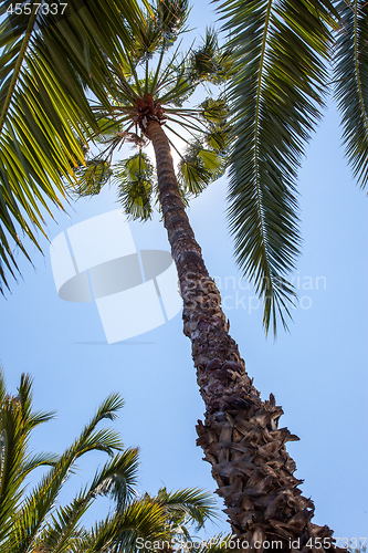 Image of Palm trees under a blue sky. Exotic travel. Copy space