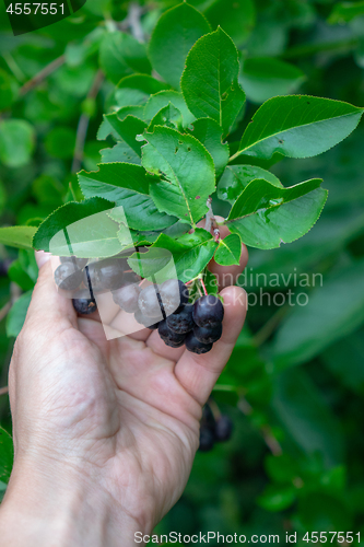 Image of A man\'s hand holds the chamomile berries in a rural garden. Growing organic products