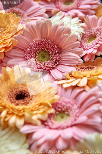 Image of Beautiful background of colorful gerberas. Spring concept