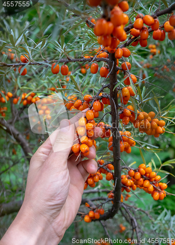 Image of Bunch of ripe sea-buckthorn on a branch in the garden. A man\'s hand holds berries