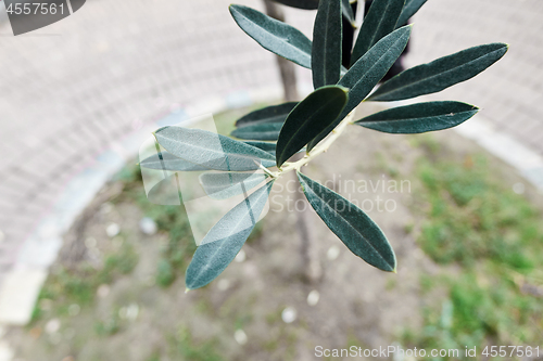 Image of green olive branch