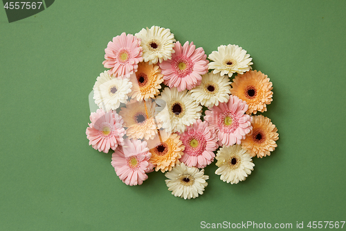 Image of Gerbera flowers on a green paper background.