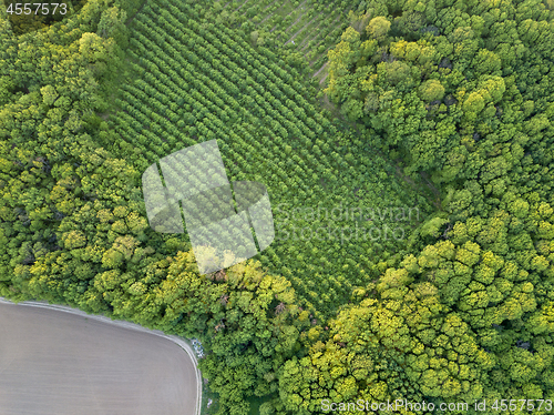 Image of Aerial view from the drone, a bird\'s eye view to the forest with green spaces and agricultural field at sunset in the summer evening,