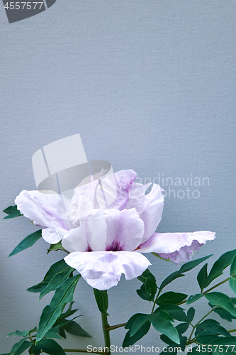 Image of Gently pink flowers peonies in blossom with green leaves on a blue background. Close-up photo. Space for text.