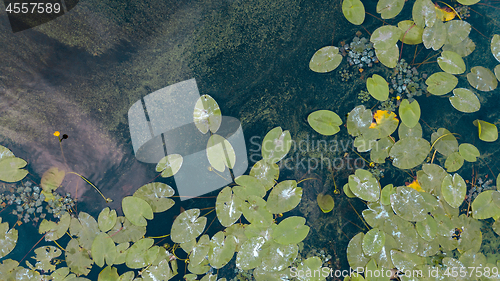 Image of Beautiful white and yellow waterlily or lotus flower in pond. Aerial view from the drone