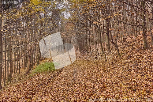 Image of Autumn forest path