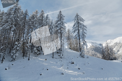 Image of Winter Snowy Landscape