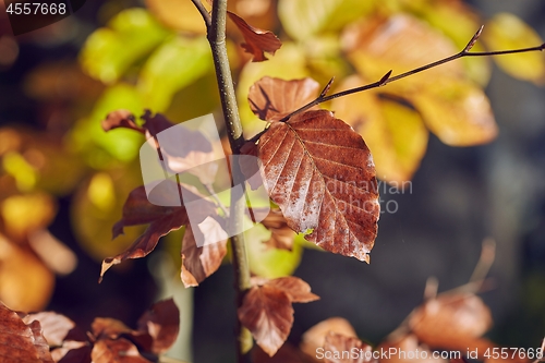 Image of Autumn colors on leaves