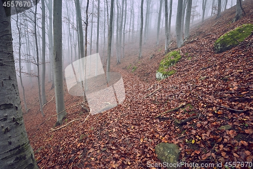 Image of Autumn Forest Fog