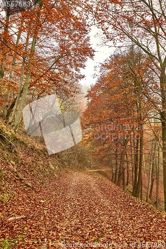 Image of Autumn forest trail