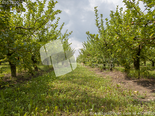 Image of Apple garden in summer day against a background of cloudy sky