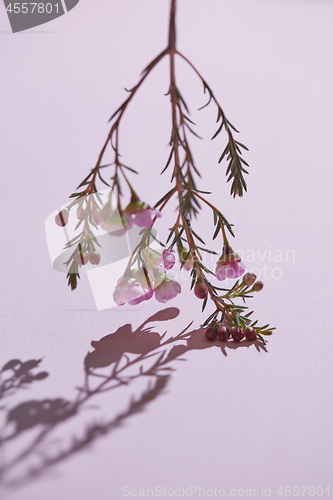 Image of A branch of pink flowers with buds down on a pink background