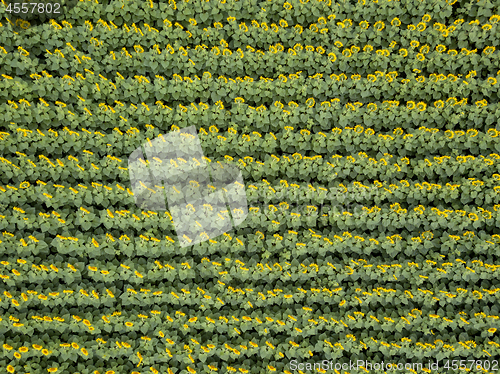 Image of Sunflower field background on summer sunset. Aerial view from drone of yellow sunflower field.