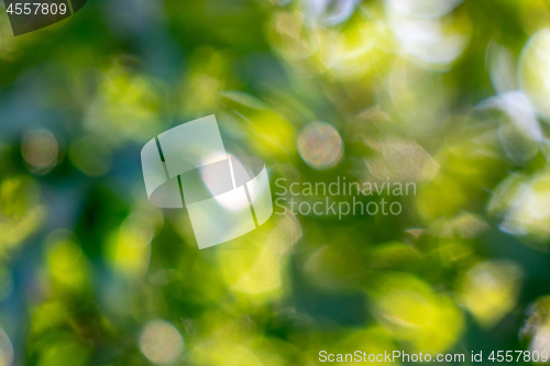 Image of Background of green blurry leaves with a bokeh effect for creative design.