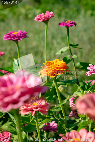 Image of Orange and pink flowers of zinia in the summer garden. Natural blooming background