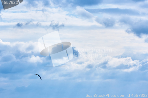 Image of The gull in the sky.