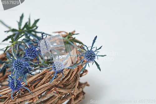 Image of Blue flowers eryngium in a nest of branches