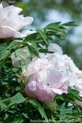 Image of Close-up of a flying beetle against the sky and flowering bush with gently pink pion flowers in the summer in a botanical garden