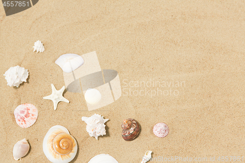 Image of seashells on beach sand