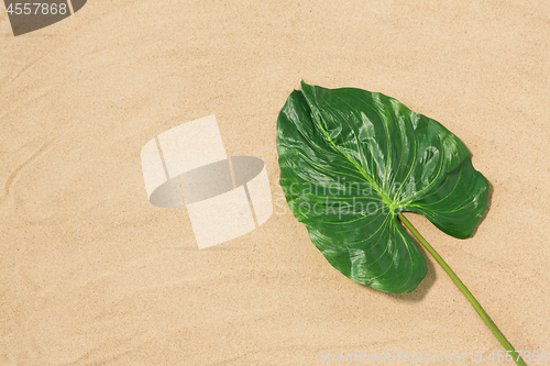 Image of green tropical leaf on beach sand