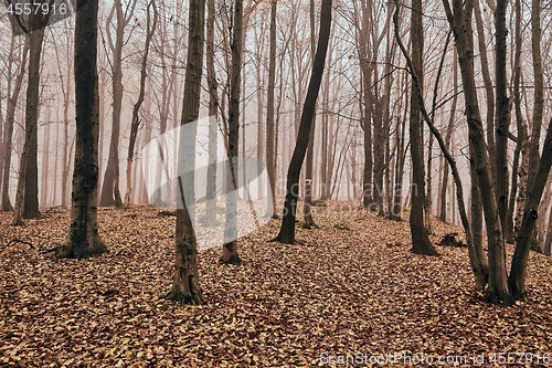 Image of Autumn trees in the woods