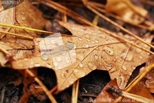 Image of Autumn leaf on ground with raindrops