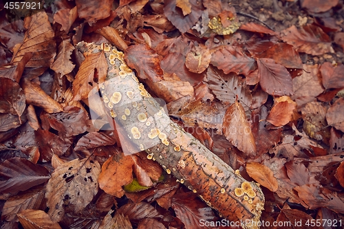 Image of Fallen autumn leaves