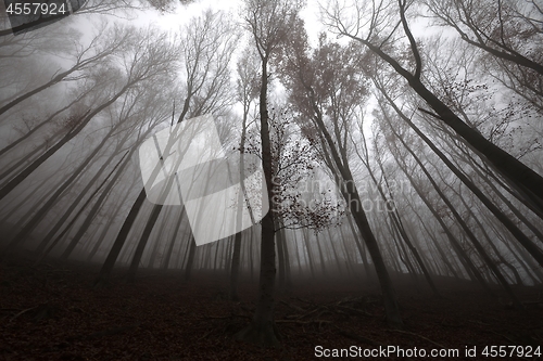 Image of Autumn Forest Fog