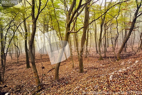 Image of Autumn forest path between trees