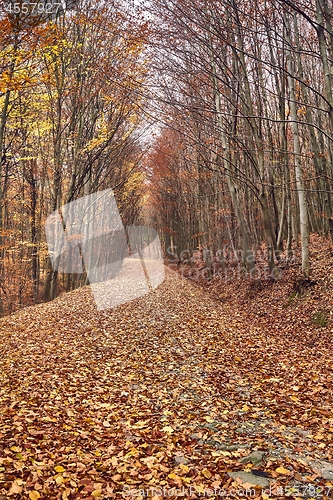 Image of Autumn forest path