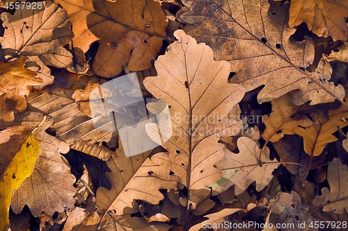 Image of Fallen autumn leaves