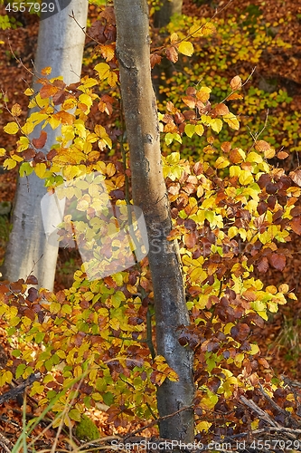 Image of Autumn forest fall colors