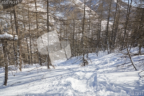 Image of Ski marks between trees of the snowy slopes