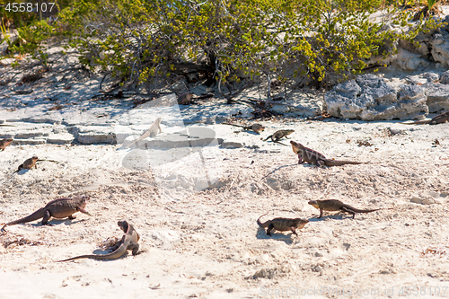 Image of exuma island iguanas in the bahamas