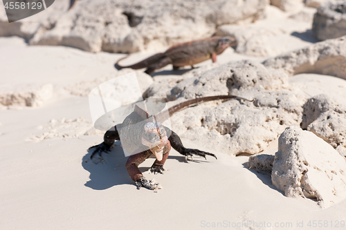 Image of exuma island iguanas in the bahamas
