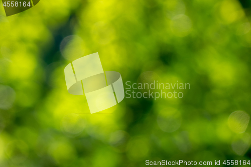 Image of Blurred background is green. Creative natural layout with yellow bokeh circles.