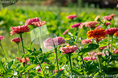 Image of Many different blooming zinia flowers in the garden on a sunny summer day. Natural background