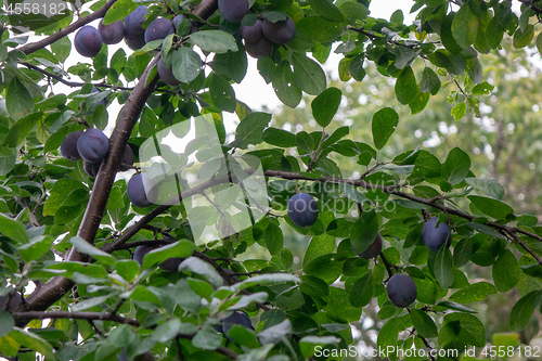 Image of A tree with ripe organic plums in the summer garden. Harvest time