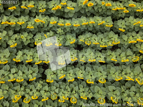 Image of View from above of agricultured field of blooming sunflowers at summer sunset. Panoramic view from drone.