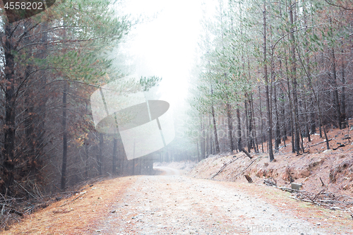 Image of Winding dirt road through a pine forest with a thick fog