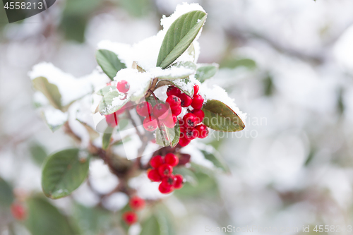 Image of Frozen berries covered in fresh winter snow