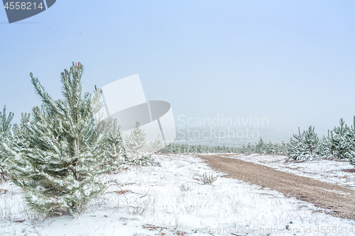 Image of Dirt road through pine forest in snow covered winter